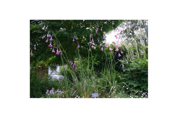 DIERAMA Pulcherrimum