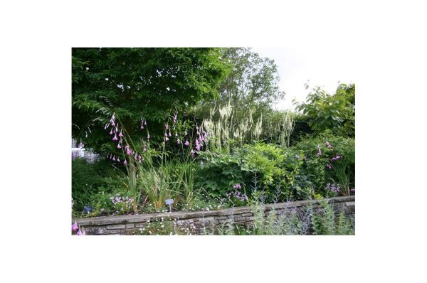 DIERAMA Pulcherrimum