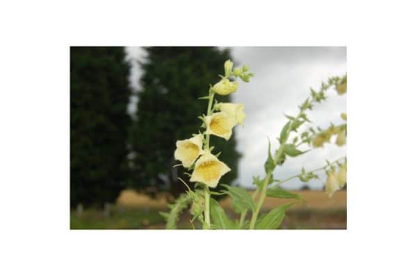 DIGITALIS Grandiflora