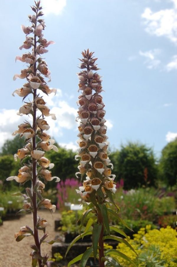 DIGITALIS Lanata