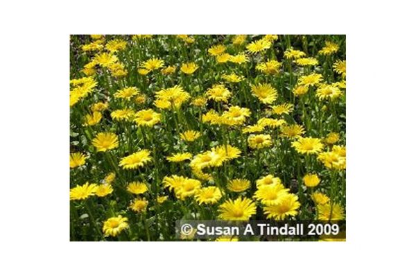 DORONICUM Plantagineum Excelsum
