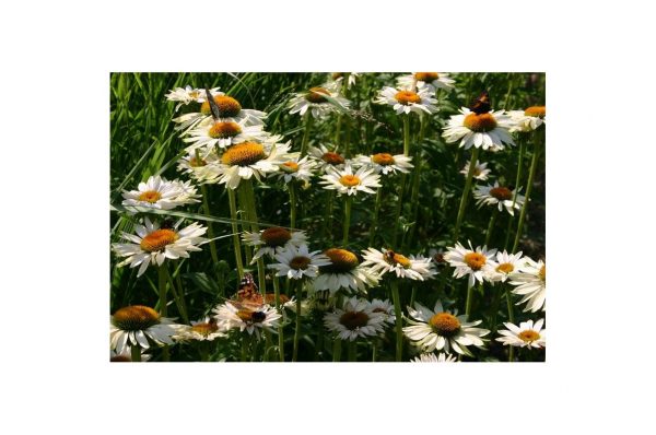 ECHINACEA Primadonna White