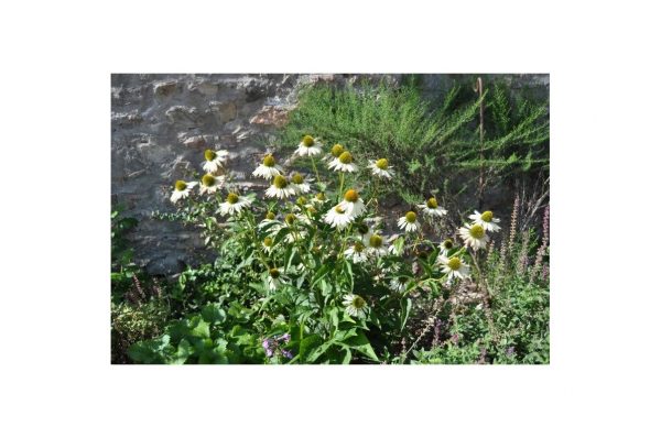 ECHINACEA Primadonna White