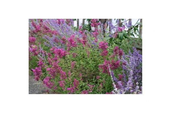 AGASTACHE Red Fortune
