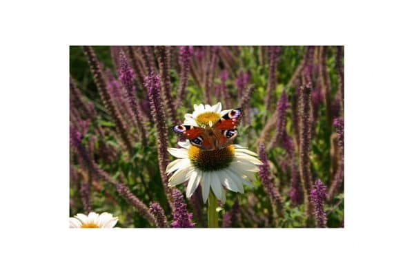 ECHINACEA Primadonna White