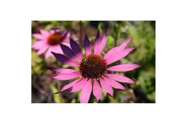 ECHINACEA Purpurea Rubinstern