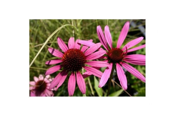 ECHINACEA Purpurea Rubinstern