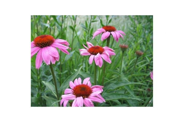ECHINACEA Purpurea Rubinstern