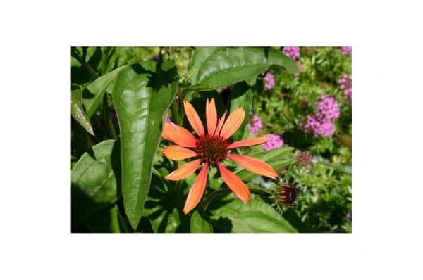 ECHINACEA Sundown