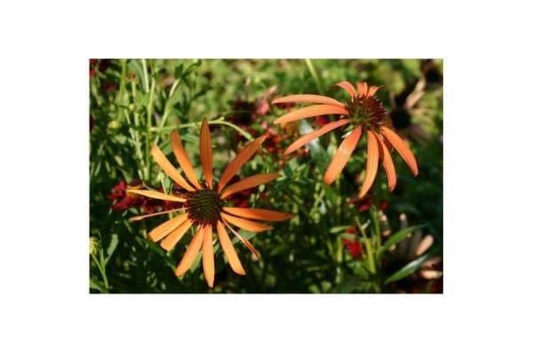 ECHINACEA Sundown