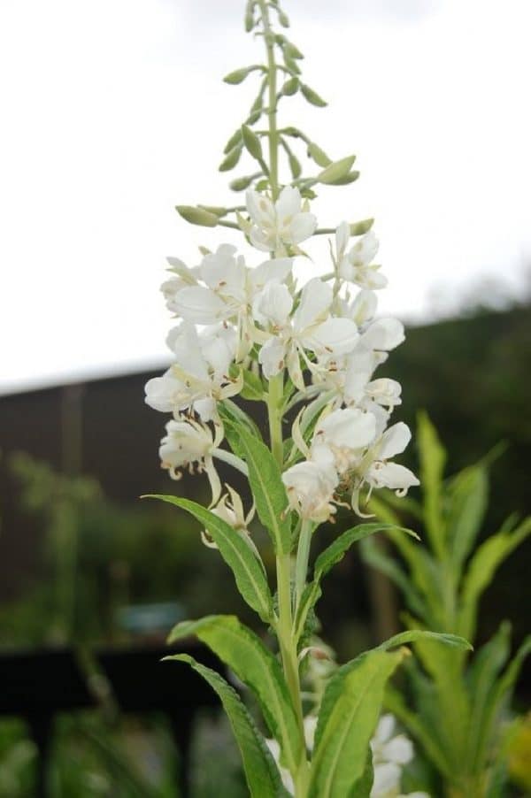 EPILOBIUM Angustifolium Album