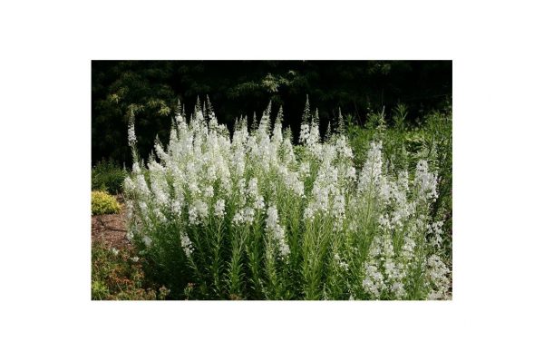 EPILOBIUM Angustifolium Album