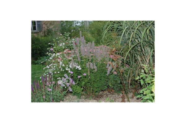 AGASTACHE Rugosa
