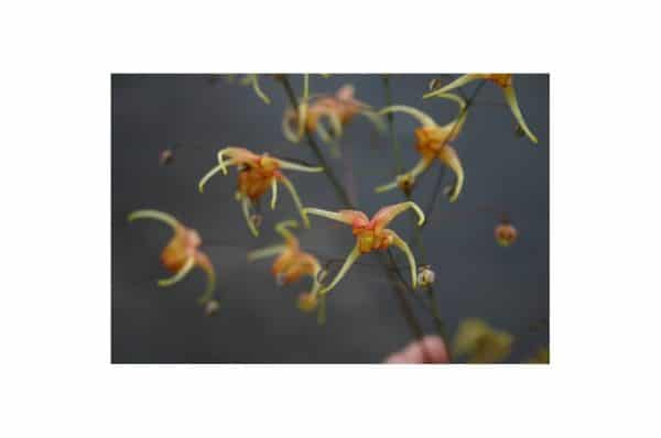 EPIMEDIUM Amber Queen