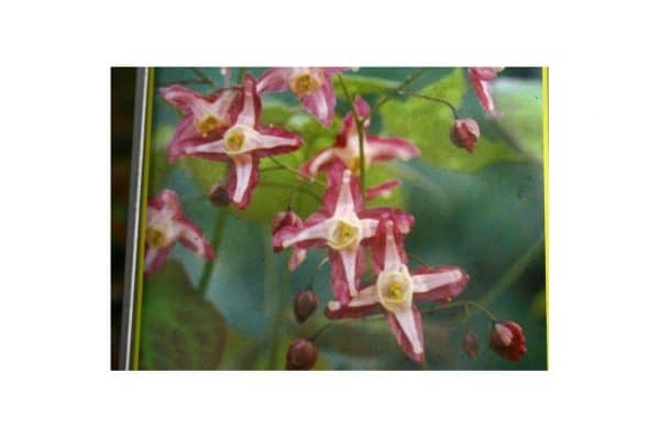 EPIMEDIUM Rubrum