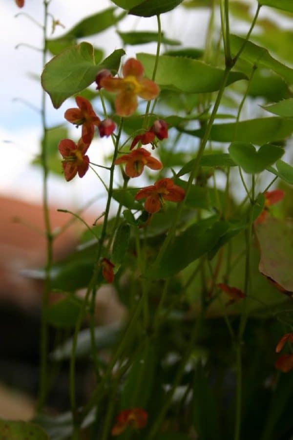 EPIMEDIUM Warleyense