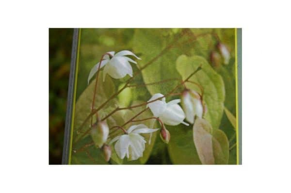 EPIMEDIUM Youngianum Niveum