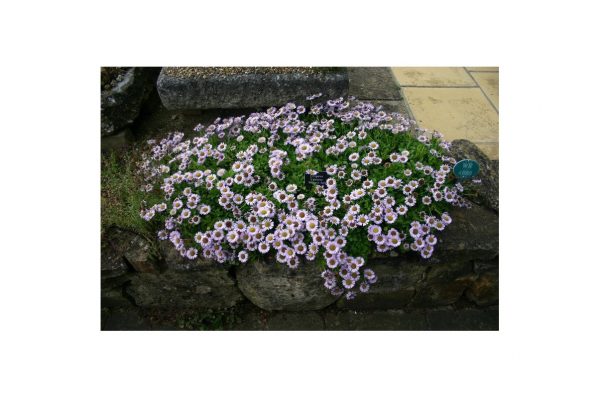 ERIGERON Dunkelste Aller