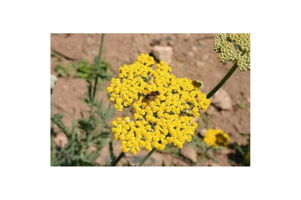 ACHILLEA Moonshine