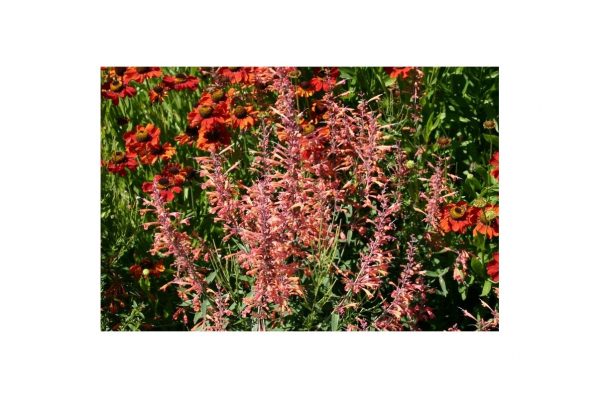 AGASTACHE Tangerine Dream