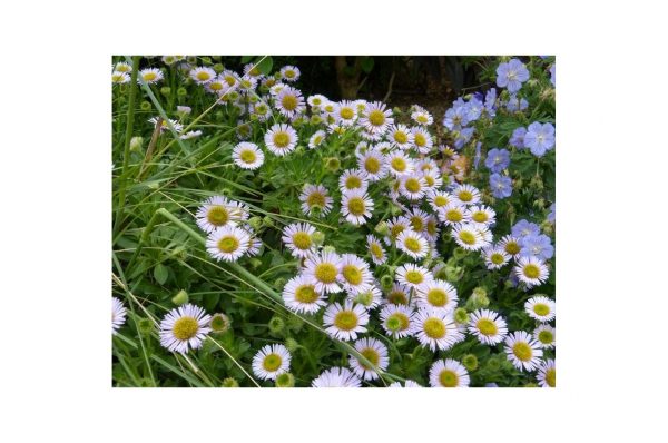 ERIGERON Dunkelste Aller