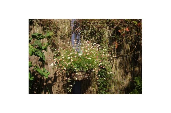ERIGERON Karvinskianus