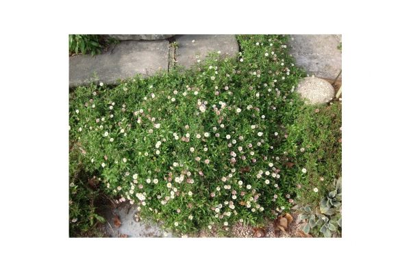 ERIGERON Karvinskianus