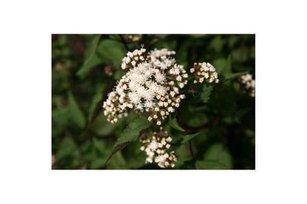 AGERATINA Chocolate