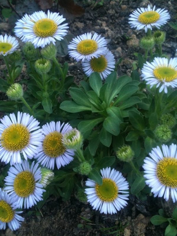 ERIGERON Sea Breeze