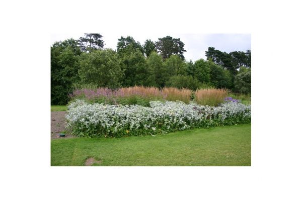 ERYNGIUM Bourgatii
