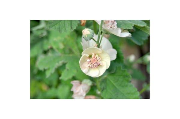 ALCEA Parkallee