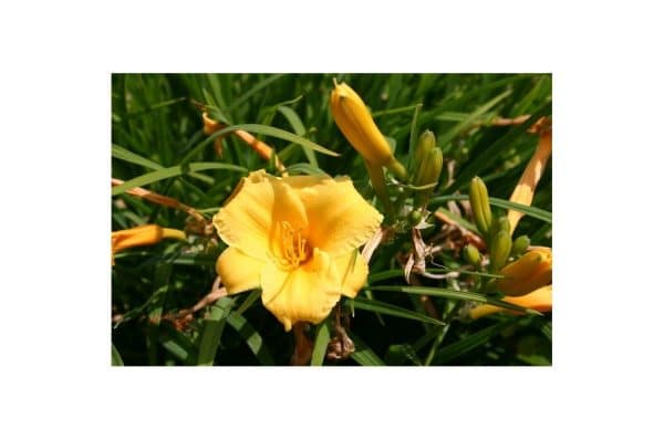 HEMEROCALLIS Stella de Oro