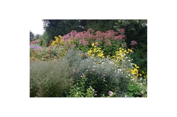 EUPATORIUM Purpurea