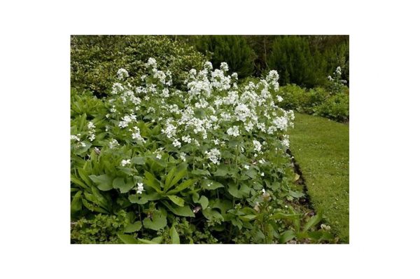 HESPERIS Matronalis Alba