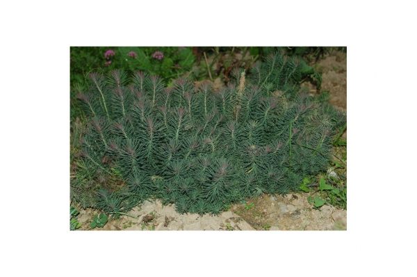 EUPHORBIA Cyparissias Clarice Howard