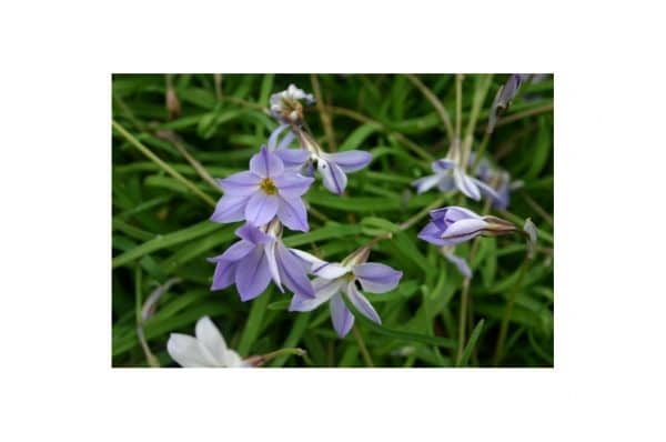 IPHEION Alberto Castillo