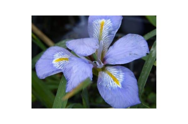 IRIS Unguicularis