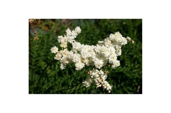 FILIPENDULA Alba Plena