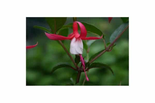 FUCHSIA Mme Cornelissen