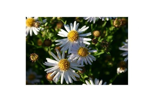 KALIMERIS Incisa Alba
