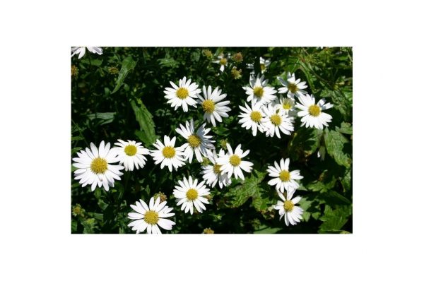 KALIMERIS Incisa Alba