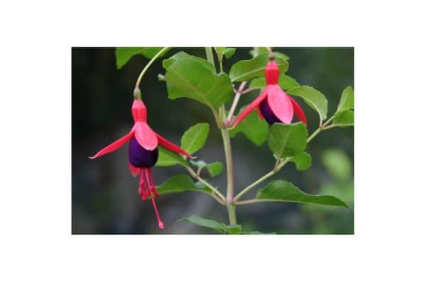 FUCHSIA Mrs Popple