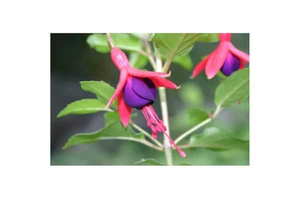 FUCHSIA Mrs Popple