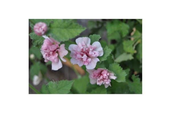 ALCEA Parkrondell