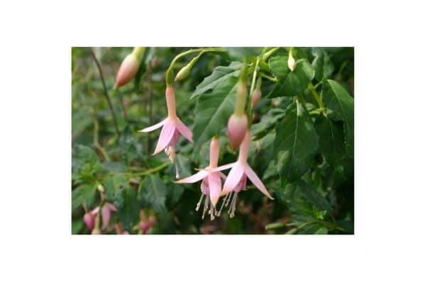 FUCHSIA White Knight Pearl