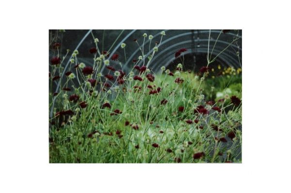 KNAUTIA Macedonica