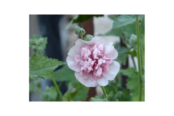 ALCEA Parkrondell