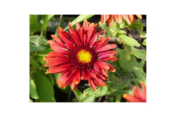 GAILLARDA Burgunder