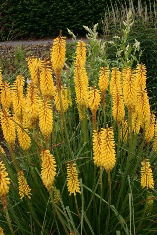 KNIPHOFIA Little Maid