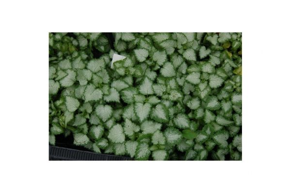 LAMIUM Pink Pewter